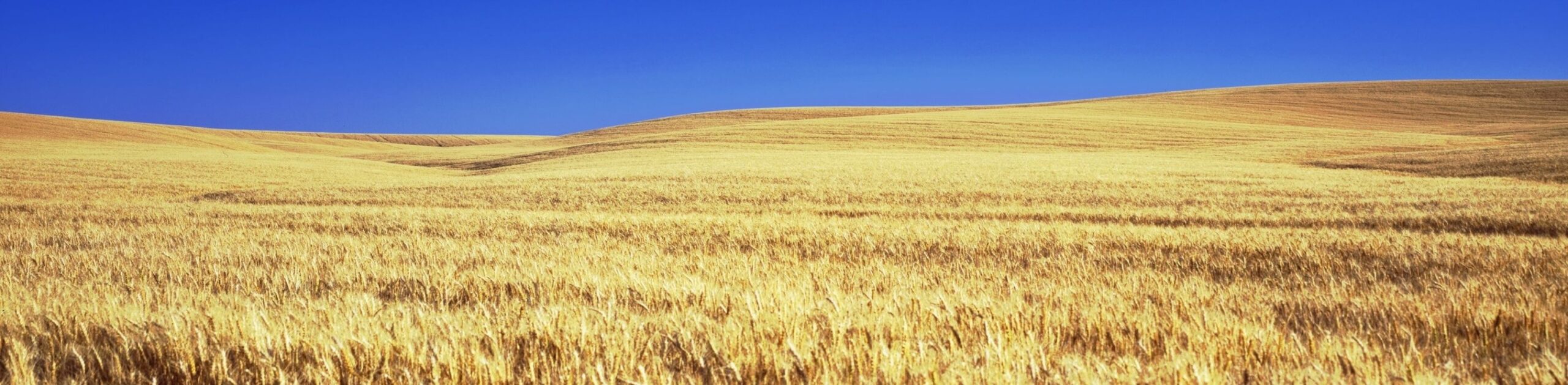 ICTBKGD4 ICT Kansas Background